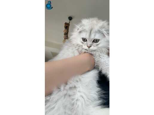 Scottish silver shaded mükemmel yavru