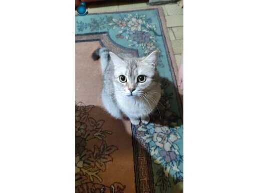 1 yaşında babası british long annesi british shorthair 
