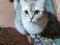 1 yaşında babası british long annesi british shorthair 