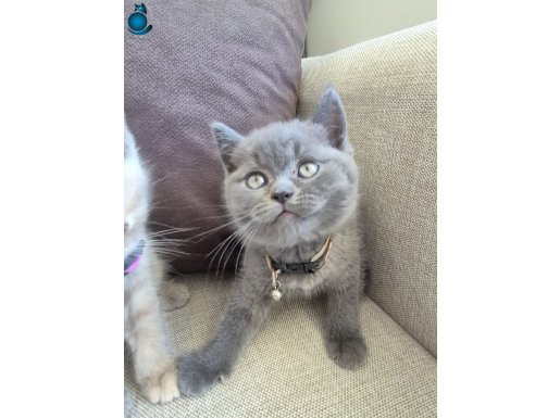 Dünyalar güzeli British Shorthair bebekleri ^^