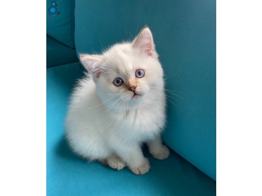 British Shorthair Top Kafa Yavrular Baba Scr’li