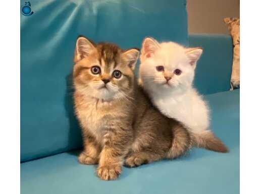 British Shorthair Top Kafa Yavrular Baba Scr’li