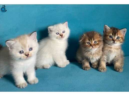 British shorthair Golden ve Bluepoint Ayı Süratlı Yavrular 