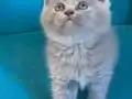 British shorthair sevimli yavrular 