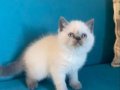 British shorthair sevimli yavrular 