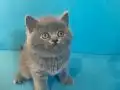 British shorthair sevimli yavrular 
