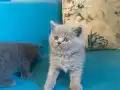 British shorthair sevimli yavrular 