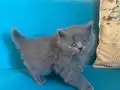 British shorthair sevimli yavrular 