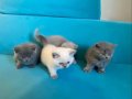 British shorthair sevimli yavrular 
