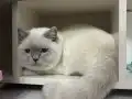 British shorthair sevimli yavrular 