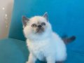 British shorthair sevimli yavrular 