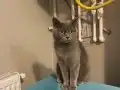 British shorthair sevimli yavrular 