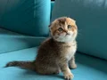 Golden Shorthair Ayı süratlı Yavrular
