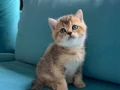 Golden Shorthair Ayı süratlı Yavrular