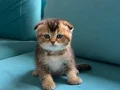 Golden Shorthair Ayı süratlı Yavrular