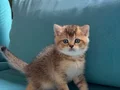 Golden Shorthair Ayı süratlı Yavrular