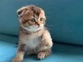 Golden Shorthair Ayı süratlı Yavrular