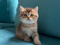 Golden Shorthair Ayı süratlı Yavrular