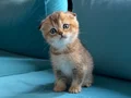 Golden Shorthair Ayı süratlı Yavrular