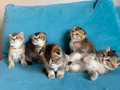Golden Shorthair Ayı süratlı Yavrular