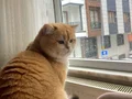 Golden Shorthair Ayı süratlı Yavrular