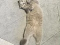Golden Shorthair Ayı süratlı Yavrular