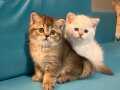 British Shorthair Top Kafa Yavrular Baba Scr’li