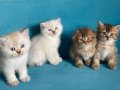British shorthair Golden ve Bluepoint Ayı Süratlı Yavrular 