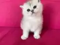 BRİTİSH SİLVER BABYFACE YAVRUMUZ