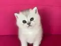 BRİTİSH SİLVER BABYFACE YAVRUMUZ