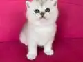 BRİTİSH SİLVER BABYFACE YAVRUMUZ