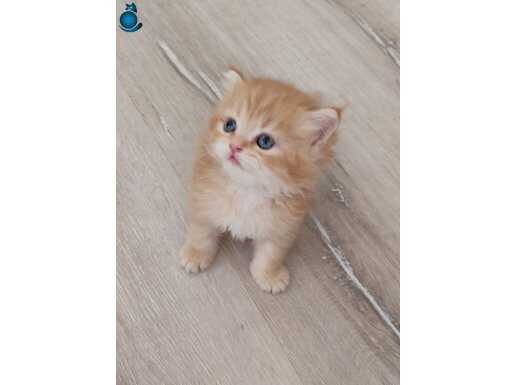 Brittiş golden Longhair yavrum
