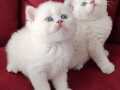 KEDİMİN YAVRUSU EV ORTAMINDA  BAKILIYOR