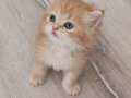 Brittiş golden Longhair yavrum