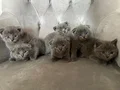 Ev Ortamında Yetişen Tüy Topları