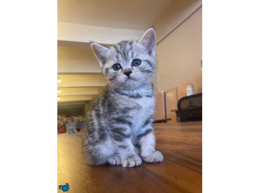 Harika kedi bu kedi kaçmaz nadir british