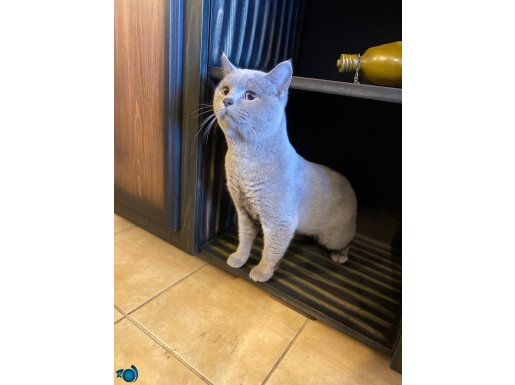 Mükemmel İri British Emsalsiz Bir Kedi