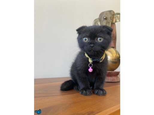 Mükemmel Scottish Black Panter