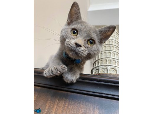 Müthiş Oyuncu British Emsalsiz