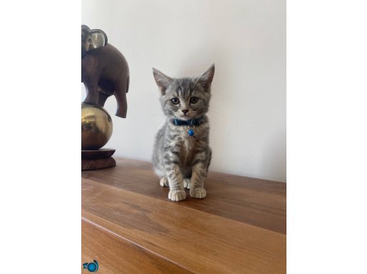 Koca Kafa Çok Güzel Bir British