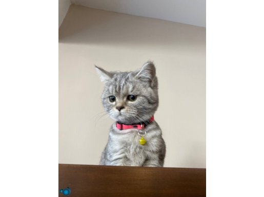 Müthiş Bir Kedi TC’de TEK.