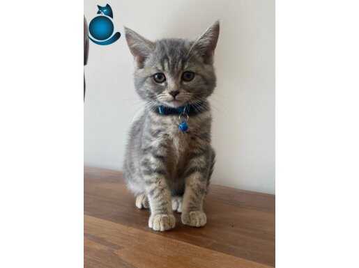 Bambaşka Bir Kedi