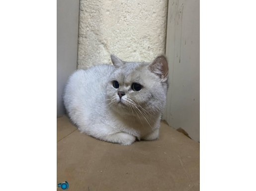 ÜCRETSİZ Mükemmel Dişi Üzgün Surat Yetişkin British