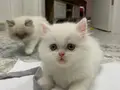 Çok güzeliz be :) 