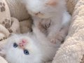 İran persian safkan yavrular