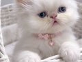 İran persian safkan yavrular