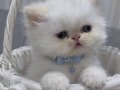 İran persian safkan yavrular