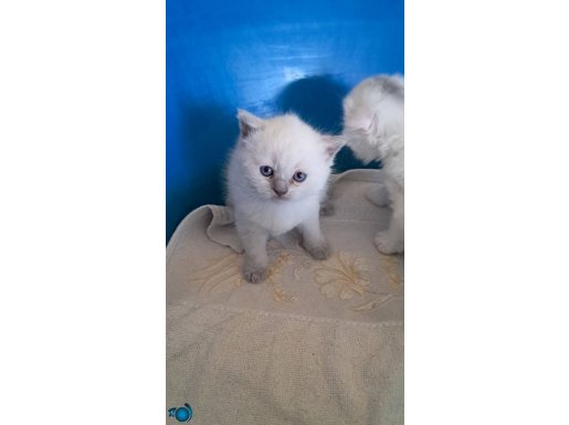ADANA YAVRU KEDİ SCOTİSH VE BRITISH