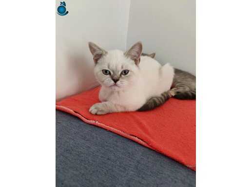 Eğitilmiş Kedi Yavruları