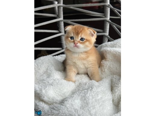 Altın Kürklü Uysal Scottish Fold Yavrumuz Yuva Bekliyor